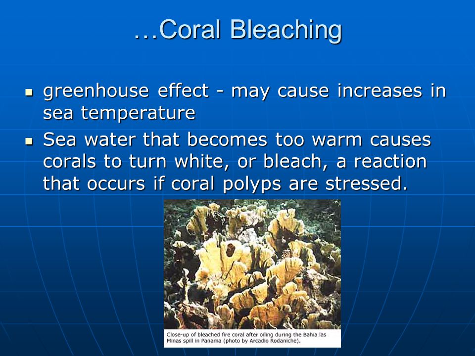 A Scuba Diver’s Impact On A Coral Reef